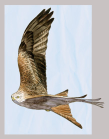 Censo de milano real invernante en la provincia de Valladolid. ACENVA